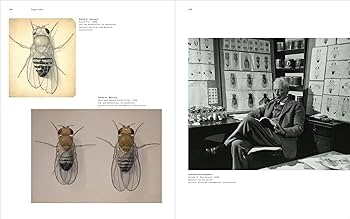 洋書 The Artist of My Experiment 洋書 The Artist of My Experiment Boris With Merzbow
